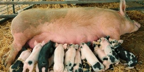 Svinje i prasad ne jedu dobro i ne rastu: šta učiniti